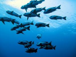 El Quseir scuba diving holiday - Red Sea